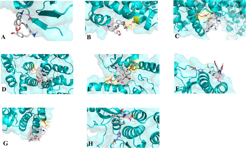 Molecular models of cepharanthine binding to core targets. Proteins A: HSP90AA1 (3T0H), B: ALB (7DJN), C: ESR1 (7UJO), D: ANXA5 (6K25), E: XIAP (5OQW), F: LCK (3MPM), G: LYN (5XY1), H: HCK (5H0B) are shown interacting with cepharanthine molecule. The yellow dashed line showed the hydrogen bond, the molecular in purple were the amino acids as acceptors while the molecular in white were cepharanthine.