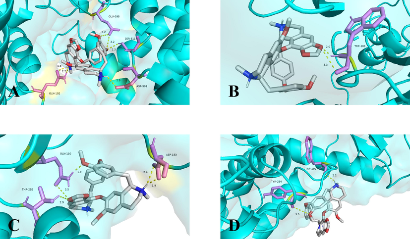 Molecular models of cepharanthine binding to the hub targets of COVID-19. Proteins (A) ACE2 (1R42), (B) Spike protein S1 (3BGF), (C) SARS-CoV-2 3CL hydrolase (6LU7), RNA-dependent RNA polymerase (6M71) are shown interacting with cepharanthine molecule. The yellow dashed line showed the hydrogen bond, the molecular in purple were the amino acids as acceptors while the molecular in white were cepharanthine.