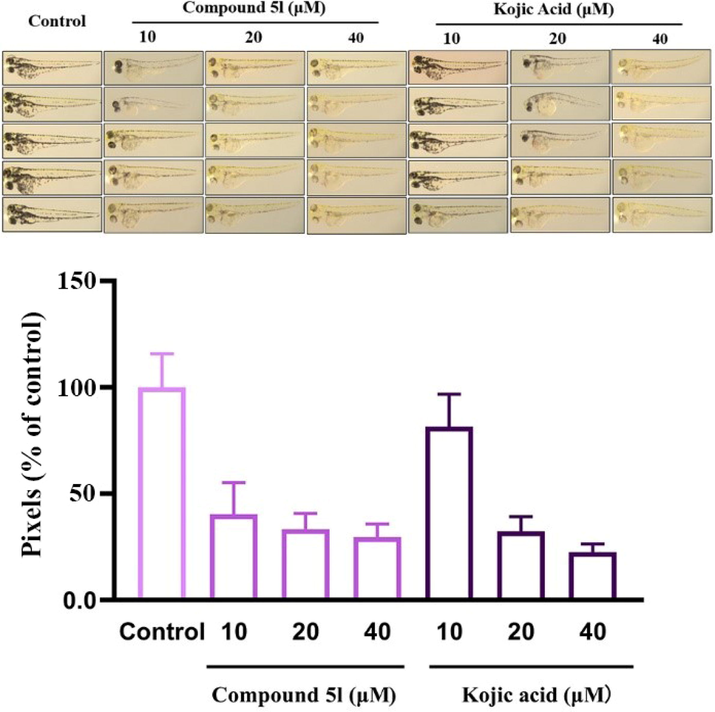 The melanin inhibition of compound 5l and kojic acid in zebrafish.