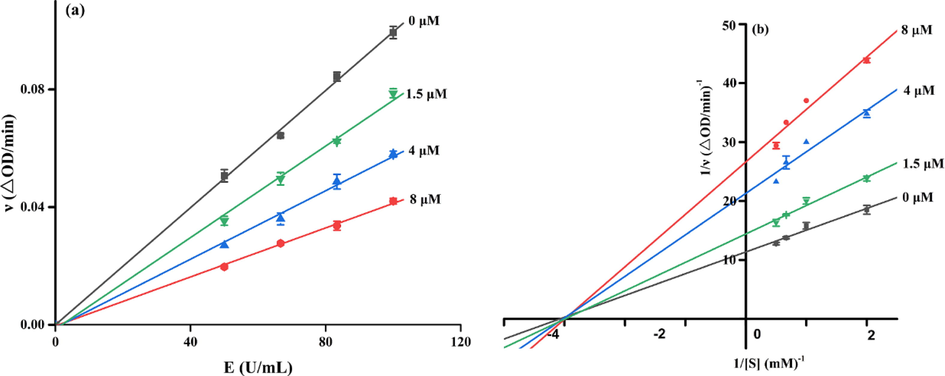 (a) The plots of ν versus [E] in the presence of compound 5l; (b) Lineweaver-Burk plots of ν versus 1/[S] in the presence of compound 5l.