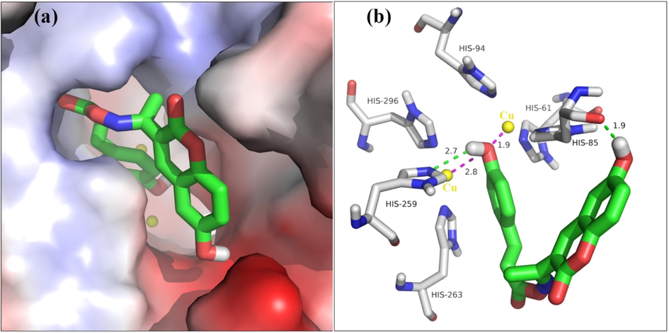 (a) Compound 5l is positioned into the active pocket. (b) Detailed interaction of compound 5l with tyrosinase.