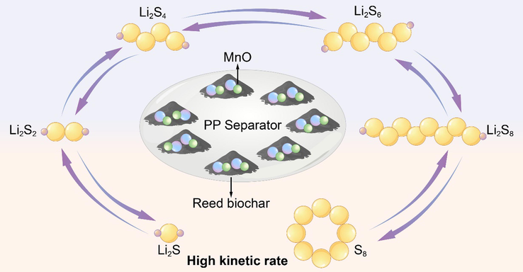 The functional mechanism of BCM separator.