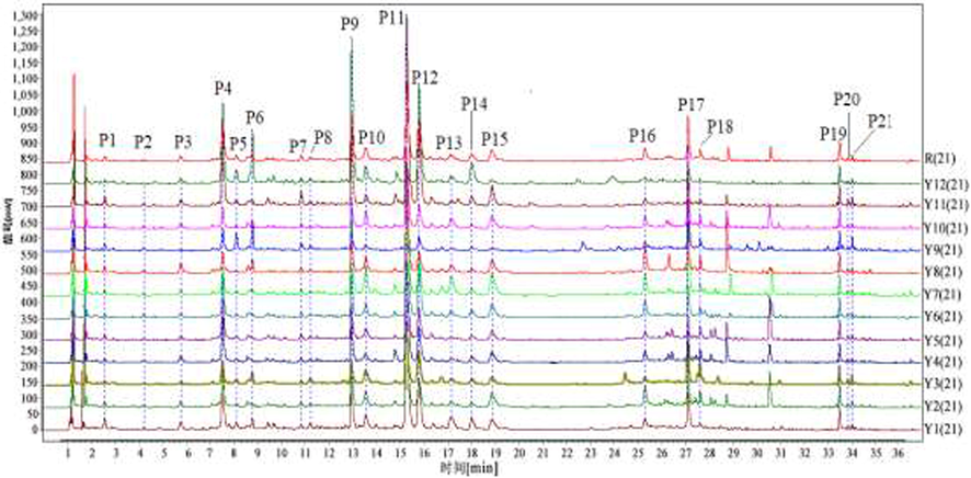 UHPLC fingerprints of 12 batches of AYF (Y1-Y12) samples and Twenty-one common peaks (P1–P21).