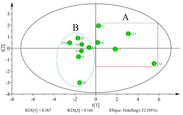 The score plot of PCA for 12 batch samples.