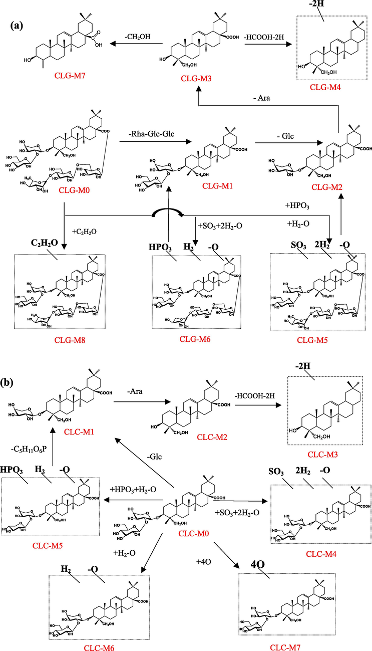 The proposed metabolic pathways of Cauloside G (a), Cauloside C (b), Cauloside D (c), Leonticin D(d), Cauloside H(e) by Fibroblast-like synoviocytes.