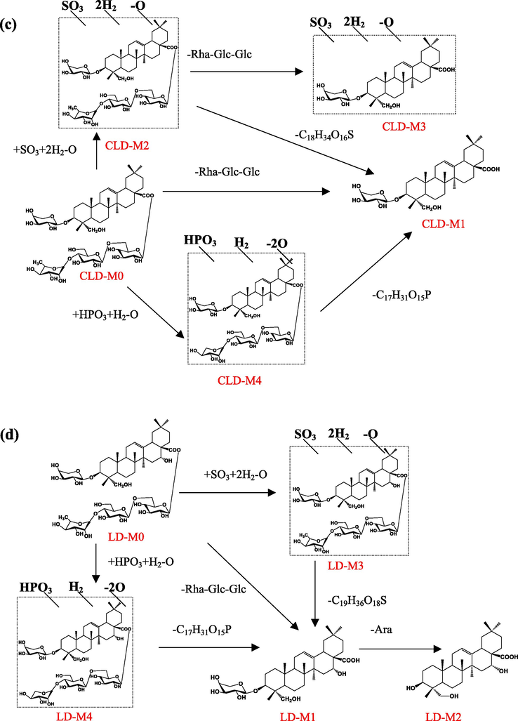 The proposed metabolic pathways of Cauloside G (a), Cauloside C (b), Cauloside D (c), Leonticin D(d), Cauloside H(e) by Fibroblast-like synoviocytes.