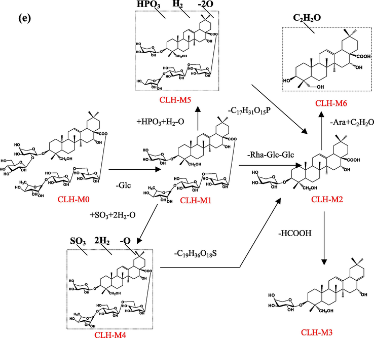 The proposed metabolic pathways of Cauloside G (a), Cauloside C (b), Cauloside D (c), Leonticin D(d), Cauloside H(e) by Fibroblast-like synoviocytes.