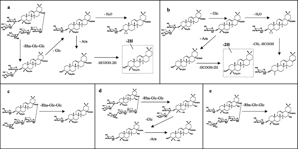 Proposed fragmentation pathways of Cauloside G (a), Cauloside C (b), Cauloside D (c), Cauloside H(d), Leonticin D (e) in the negative mode.