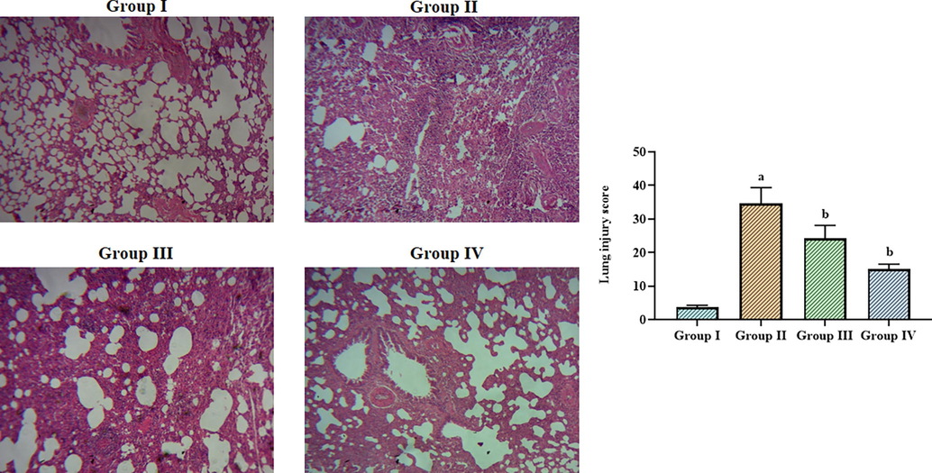 Effect of betanin on the lung histopathology in the LPS-induced ALI mice The lung tissues of control mice showed normal cellular arrangements (Group I). The LPS-induced ALI mice demonstrated increased inflammatory cell infiltration, lung edema, and alveolar epithelial disruption in the lung tissues (Group II). The treatment with 25 and 50 mg/kg of betanin substantially reduced the histological changes in the lung tissues of ALI mice (Group III & IV). Results presented as the mean ± SD of three replicated tests. The SPSS program was used to analyze the results using one-way ANOVA and DMRT. Note: “a” indicates p < 0.01 when compared to control, while “b” indicates p < 0.05 when compared to LPS-induced ALI mice.