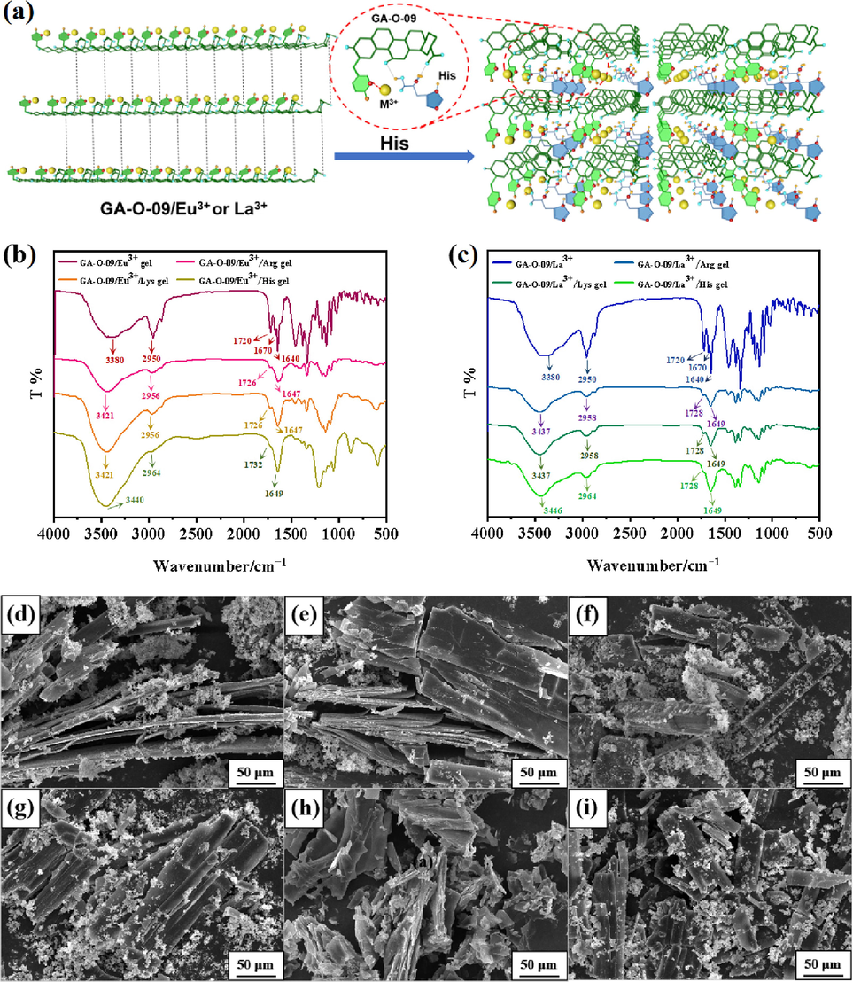 (a) The possible mechanism of the hydrogels’ selective recognition for His; Infrared spectra of (b) GA-O-09/Eu3+ and GA-O-09/La3+ hydrogels loaded His, Arg, and Lys, respectively; (c) GA-O-09/La3+ and GA-O-09/Eu3+ hydrogels loaded His, Arg and Lys, respectively; the SEMs of (d) the His-loaded GA-O-09/Eu3+ hydrogel; (e) the Arg-loaded GA-O-09/Eu3+ hydrogel; (f) the Lys-loaded GA-O-09/Eu3+ hydrogel; (g) the His-loaded GA-O-09/La3+ hydrogel; (h) the Arg-loaded GA-O-09/La3+ hydrogel; (i) the Lys-loaded GA-O-09/La3+ hydrogel.