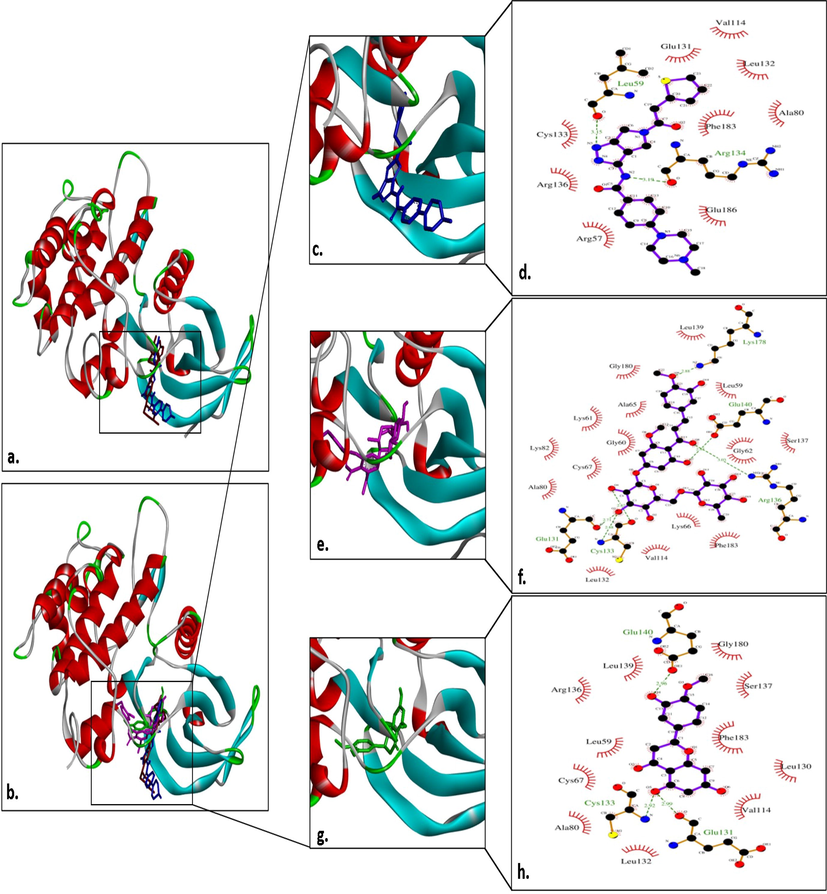 Interaction analysis of different ligands with PLK1. (a) Superimposition image of native ligand (brown) and re-docked native ligand (blue) after binding to PLK1 active site; (b) Superimposition image of all the ligands [native ligand (brown); re-docked native ligand (blue); HMC (magenta) and hesperitin (green)] after binding to PLK1 active site; (c-d) Interaction of re-docked native ligand with PLK1 and its LigPlot analysis; (e-f) Interaction of HMC with PLK1 and its LigPlot analysis; and (g-h) Interaction of hesperitin with PLK1 and its LigPlot analysis.