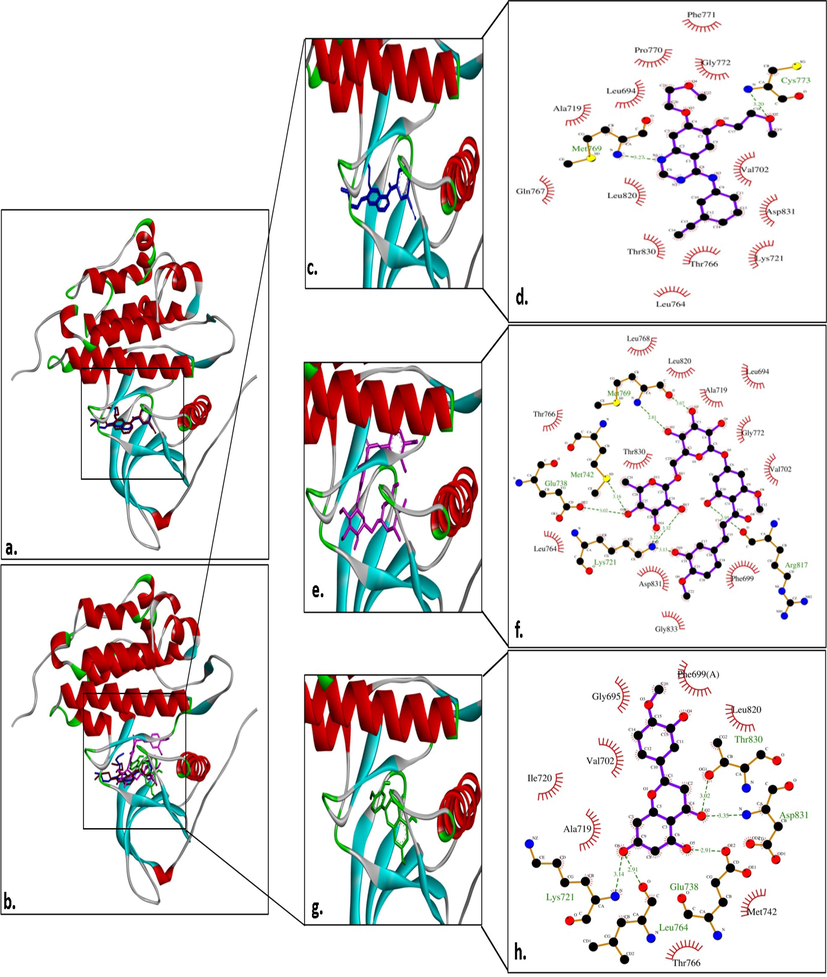 Interaction analysis of different ligands with EGFR. (a) Superimposition image of native ligand (brown) and re-docked native ligand (blue) after binding to EGFR active site; (b) Superimposition image of all the ligands [native ligand (brown); re-docked native ligand (blue); HMC (magenta) and hesperetin (green)] after binding to EGFR active site; (c-d) Interaction of re-docked native ligand with EGFR and its LigPlot analysis; (e-f) Interaction of HMC with EGFR and its LigPlot analysis; and (g-h) Interaction of hesperetin with EGFR and its LigPlot analysis.