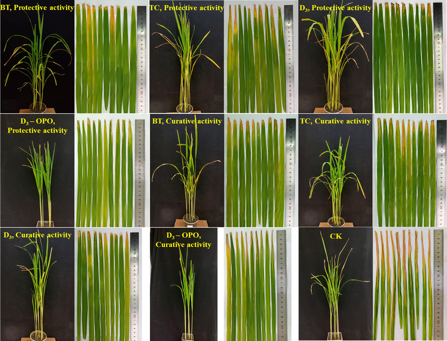 Curative and protective activities of compounds D3, BT, and TC against rice bacterial blight under greenhouse conditions at 200 μg/mL.