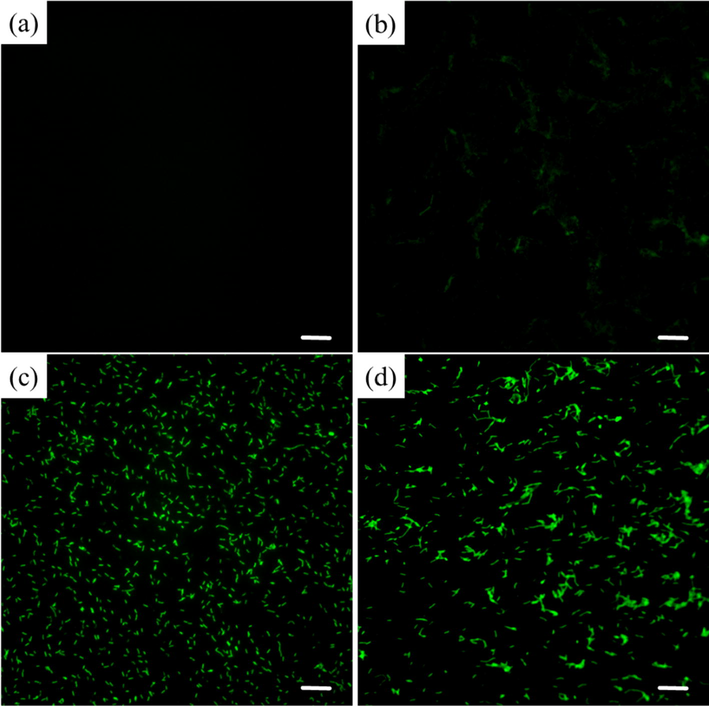 Fluorescence images of Xoo stained with the nonfluorescent oxidation-responsive dye DCFH-DA after treatment with elevated dosages of D3 (a) 0 μg/mL, (b) 12.5 μg/mL, (c) 25 μg/mL, and (d) 50 μg/mL. Scale bars for (a)–(d) are 10 μm.