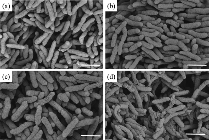 SEM images for Xoo after incubation with various concentrations of D3. (a) 0 μg/mL, (b) 6.25 μg/mL, (c) 12.5 μg/mL, and (d) 25 μg/mL. Scale bars for (a)–(d) are 10 μm.