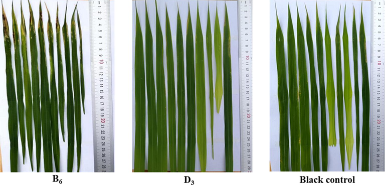 In vivo phytotoxicity test of B6, D3, and CK in rice under greenhouse conditions at 200 μg/mL.