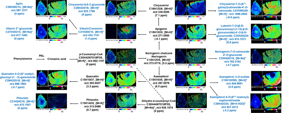 MALDI MSI images of several primary and secondary metabolites for the biosynthesis of flavonoids in AMB and ACGD fresh bulbs. The scale was 1 mm.