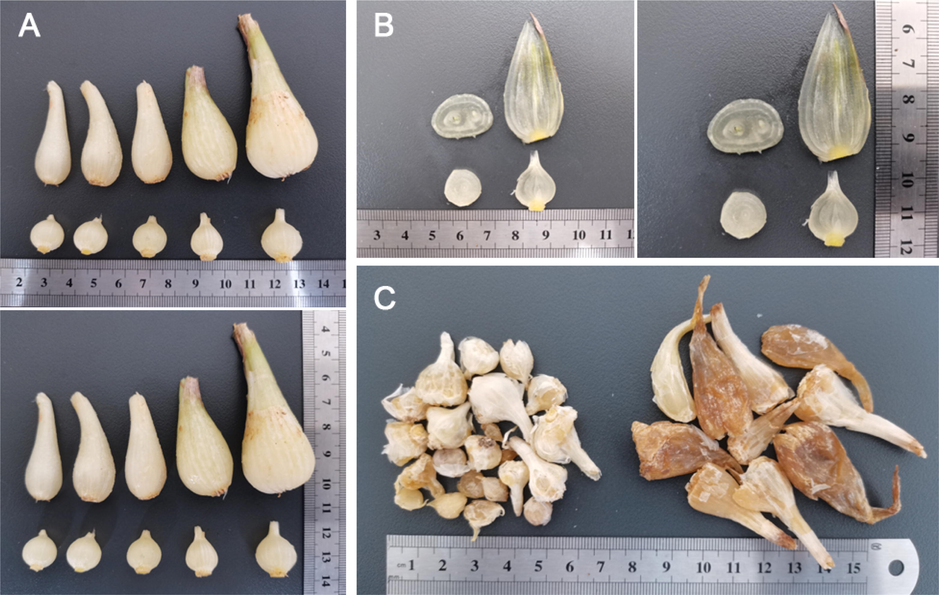 The appearance of two Allium varieties. (A) the morphology of fresh AMB and ACGD bulbs; (B) the cross section and longitudinal section of two fresh bulbs; (C) dried bulbs of AMB and ACGD samples.