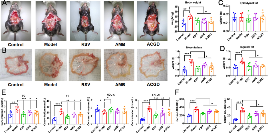 Effects of AMB and ACGD treatment on body weight, fat and metabolic lipid disorders in HFHC-induced AS development. (A) Representative mice pictures and final body weight; (B) appearance of mesentery and weight comparison; (C) comparison of epididymal fat; (D) comparison of inguinal fat; (E) Biochemical analyses including TG, TC, HDL-C and LDL-C; (F) levels of serum CK-MB and LDH in various experimental groups. Data are presented as mean ± SD (n = 6) (*p < 0.05, **p < 0.01, ***p < 0.001).