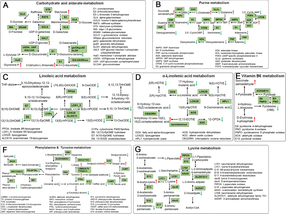 The main KEGG enrichment pathways of differential metabolites between AMB and ACGD samples. (A) carbohydrate and aldarate metabolism; (B) purine metabolism; (C) linoleic acid metabolism; (D) α-linolenic acid metabolism; (E) vitamin B6 metabolism; (F) phenylalanine & tyrosine metabolism; (G) lysine metabolism. Red and green arrows represent up-accumulated and down accumulated metabolites, respectively.