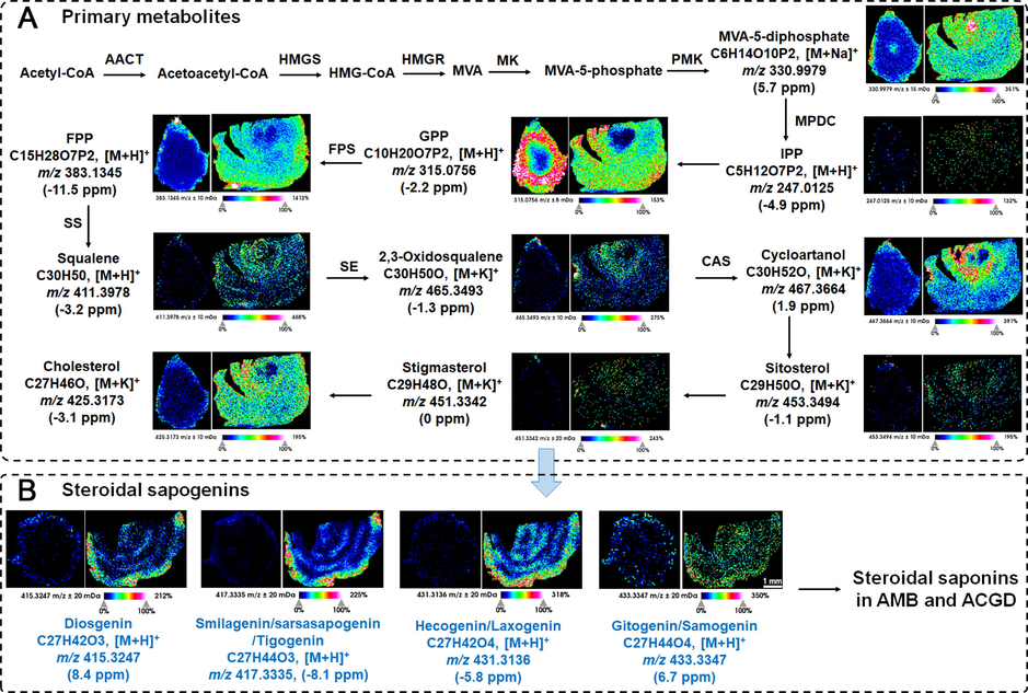 MALDI MSI-oriented visual distribution for steroidal saponins. (A) the spatial distribution of primary metabolites for the biosynthesis of steroidal saponins in AMB and ACGD samples; (B) the visual distribution of several sapogenins for steroidal saponins in these two herbs. The scale was 1 mm.