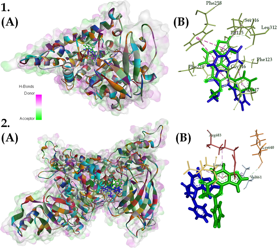 (A) 3D and (B) 2D interaction of (1) CYP1A1-karanjin complex and (2) PI3KCA-karanjin complex; with karanjin depicted as green (start of simulation) and blue (end of simulation) and surface on the 3D interaction with respect to hydrogen bond donors and acceptors. Where, different colors on protein represent different residues.