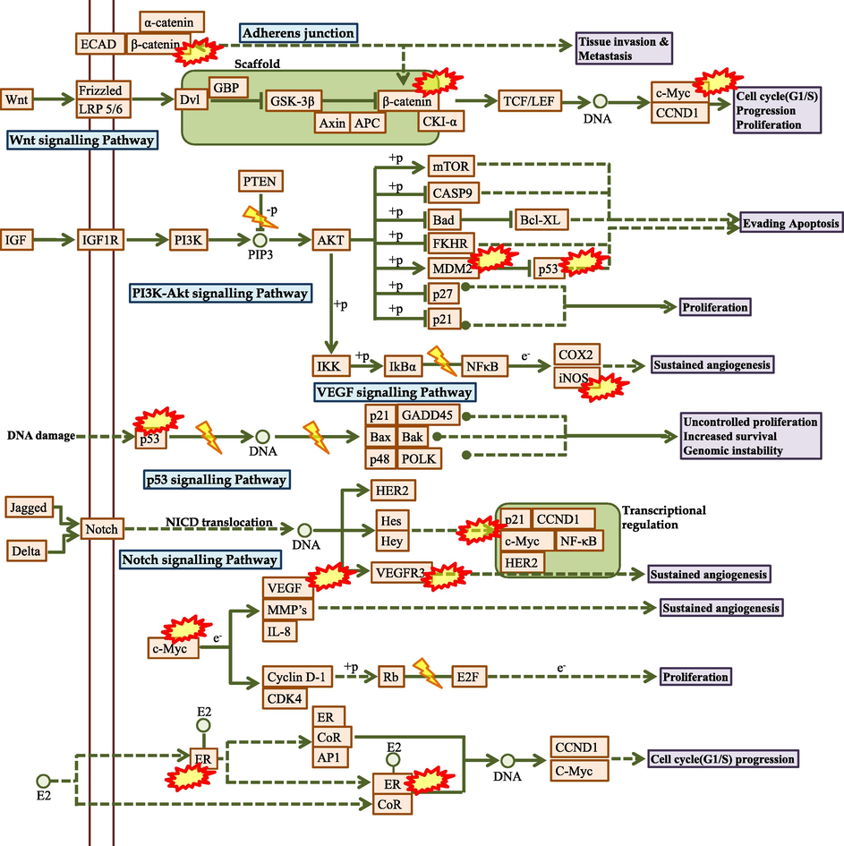 The predicted molecular mechanism of Karanjin against breast cancer. Where, represents the hub genes modulated by Karanjin.