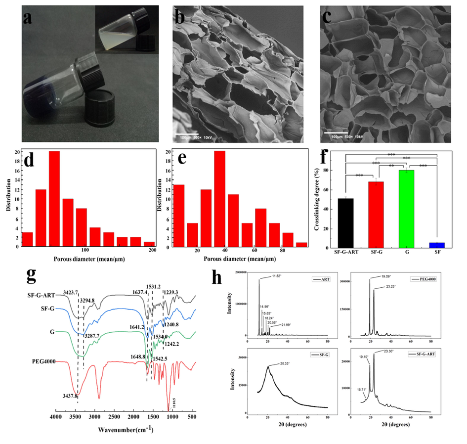 The morphology and structure of fabricated hydrogels. (a) Optical appearance of SF-G-ART. The image in upper right corner SF-G mixed solution before crosslinking by genipin. (b, c) Cross-section morphology of lyophilized SF-G-ART and SF-G. (d, e) The pore size distribution of SF-G-ART and SF-G. (f) Crosslinking degree of SF-G-ART, SF-G, G hydrogel and SF solution crosslinked by genipin. (g) The FTIR curve of ART, PEG4000, G hydrogel, SF-G and SF-G-ART. (h) The XRD curve of ART powder, PEG4000 powder, SF-G and SF-G-ART lyophilized hydrogel.