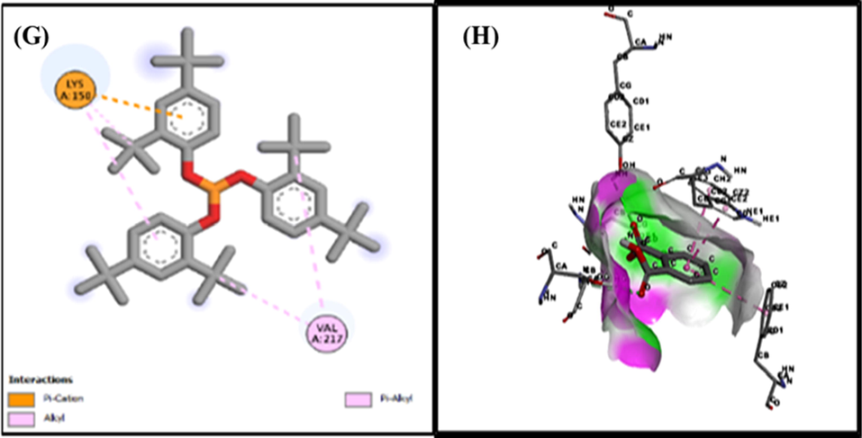 Docking of Phenol,2,4-bis (1,1-dimethylethyl)-Phosphite 2d (G), 3d (H) with tyrosinase.