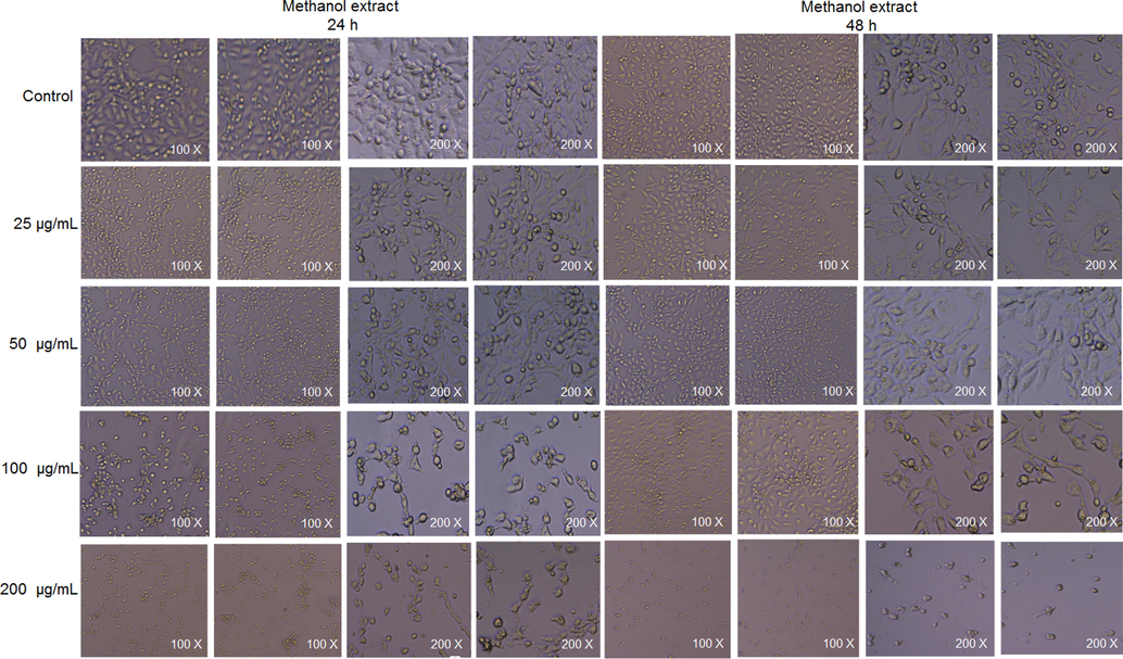 Cellular morphology after treatment with methanol extracts of Plagiorhegma dubia at different concentrations for 24 and 48 h.