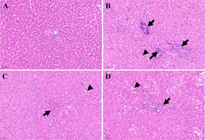 Histological examination of liver sections in different groups (200 × magnification). A: Control group; B: D-GalN group; C: D-GalN + PD300 group; D: D-GalN + SMN group. PD: Plagiorhegma dubia; D-GalN: D-Galactosamine; SMN: Silymarin.