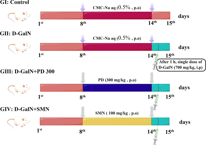 Experimental design of the in vivo liver protection assay for groups I–IV (GI–GIV). G: Group; PD: Plagiorhegma dubia; SMN: Silymarin; D-GalN: D-Galactosamine; CMC-Na: Carboxymethylcellulose sodium; aq: Aqueous solution; p.o: Peros. i.p: Intraperitoneal injection.