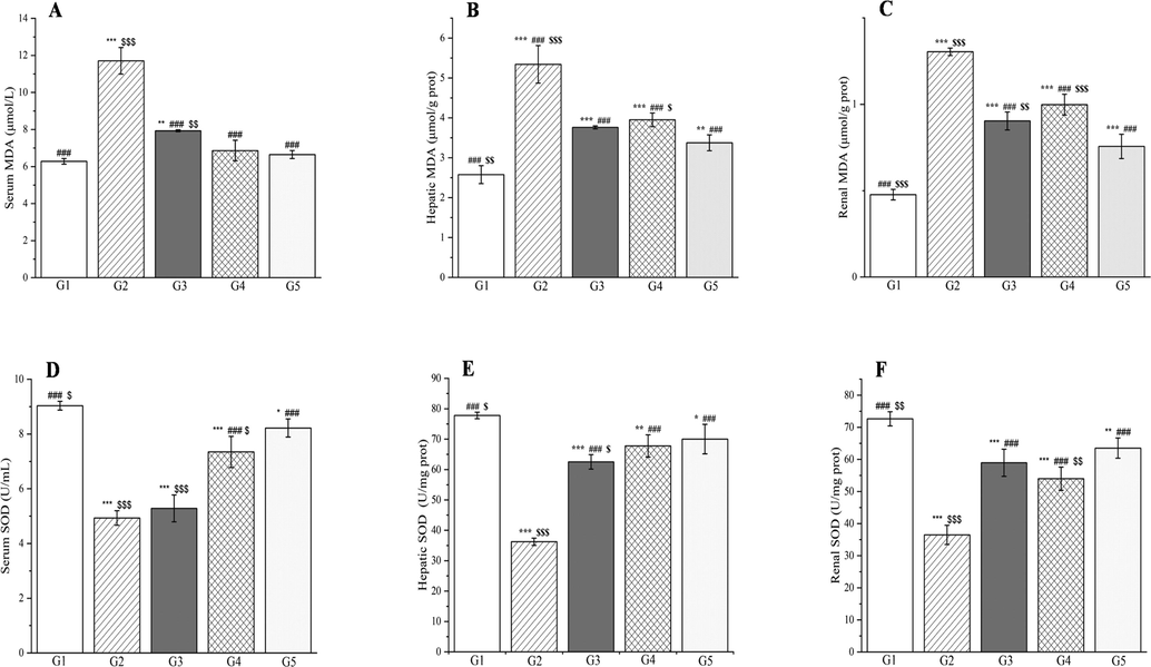 The outcomes of treatment with a Plagiorhegma dubia methanol extract on serum, hepatic, and renal malondialdehyde and superoxide dismutase levels in rats with induced diabetes. G1: Control group, G2: DM group, G3: DM + PD150 group, G4: DM + PD300 group, G5: DM + GLB group. PD: Plagiorhegma dubia; DM: Diabetes mellitus; GLB: Glibenclamide; MDA: Malondialdehyde; SOD: Superoxide dismutase. Significantly different from the control group at * p < 0.05, ** p < 0.01 and *** p < 0.001. Significantly different from the DM group at ### p < 0.001. Significantly different from the DM + GLB group at $ p < 0.05, $$ p < 0.01 and $$$ p < 0.001. Values are expressed as the mean ± standard error of the mean (n = 8).