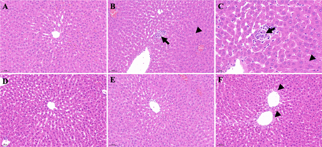 Histological examination of liver sections in different groups. A: Control group (200 × magnification); B: DM group (200 × magnification); C: DM group (400 × magnification); D: DM + GLB group (200 × magnification); E: DM + PD150 group (200 × magnification); F: DM + PD300 group (200 × magnification). PD: Plagiorhegma dubia; DM: Diabetes mellitus; GLB: Glibenclamide.