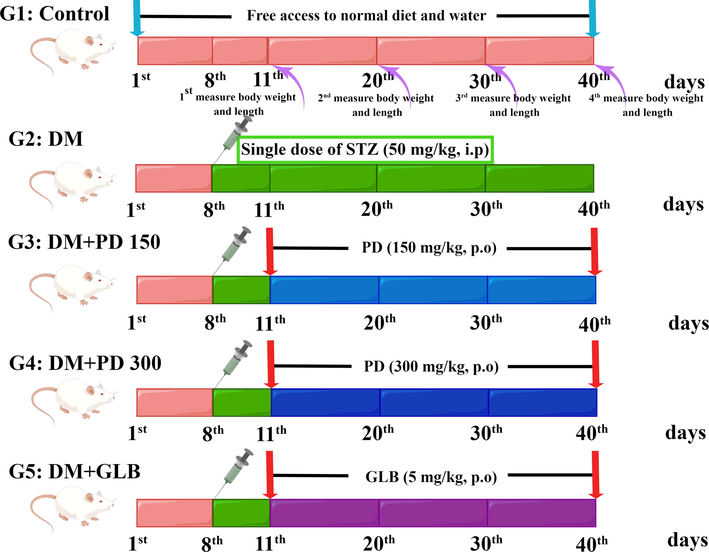 Experimental design of the in vivo antidiabetic assay for groups 1–5 (G1–G5). G: Group; PD: Plagiorhegma dubia; DM: Diabetes mellitus; STZ: Streptozotocin; GLB: Glibenclamide; p.o: Peros. i.p: Intraperitoneal injection.