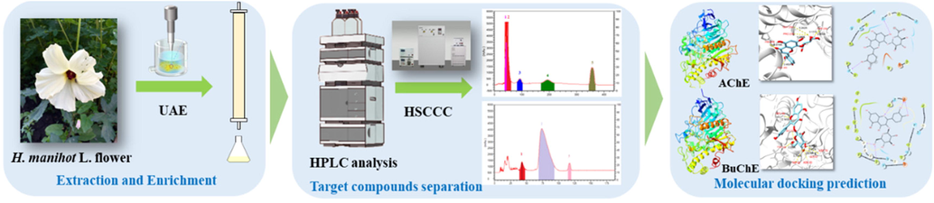 Schematic illustration of the workflow for the extraction, enrichment, separation and molecular docking predictions of isolated compounds in HMLF.