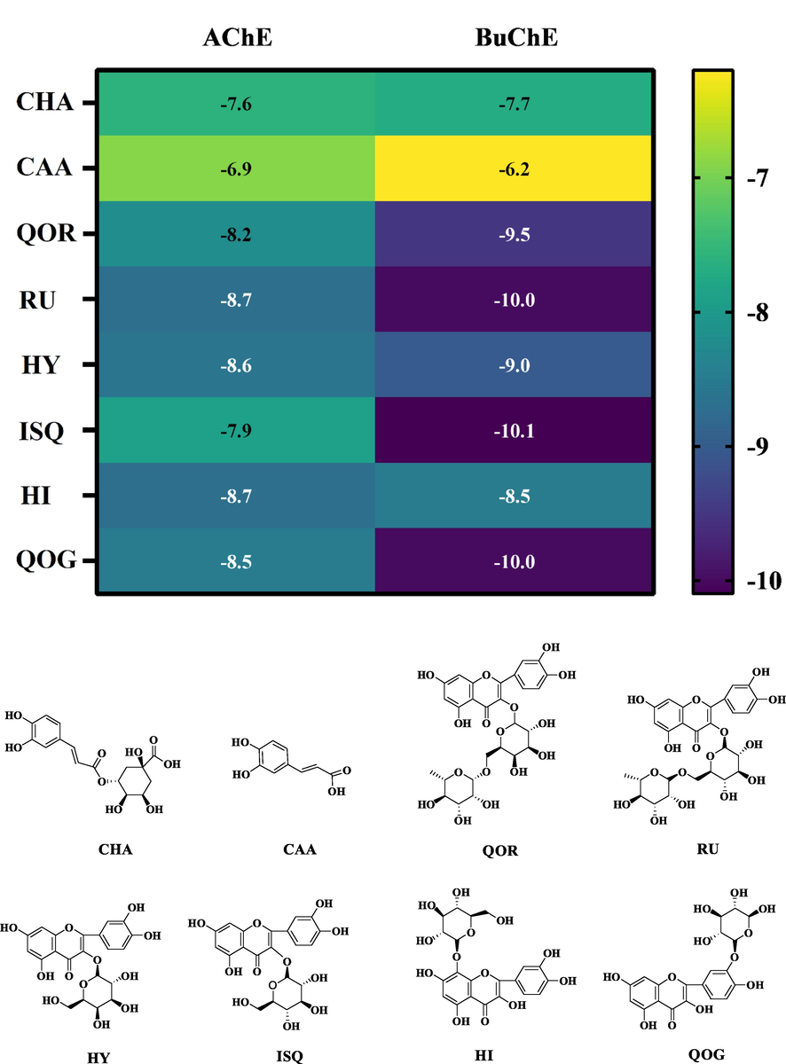 The heatmap of the binding energy of isolated compounds (RU, HY, ISQ, QOR, CHA, CAA, HI and QOG) to AChE and BuChE and the 2D chemical structures of the ligands for molecular docking.