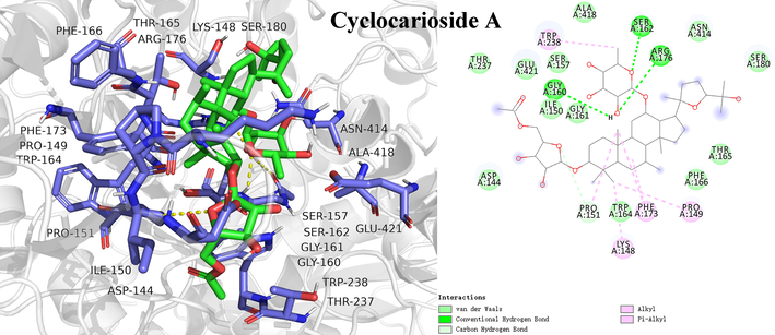 Molecular docking study of potential inhibitor cyclocarioside A interacting with amino acid residues in the active site of α-glucosidase.