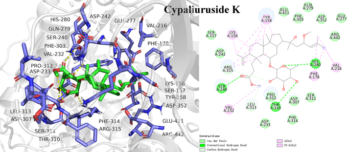 Molecular docking study of the potential inhibitor cypaliuruside K interacting with amino acid residues in the active site of α-glucosidase.