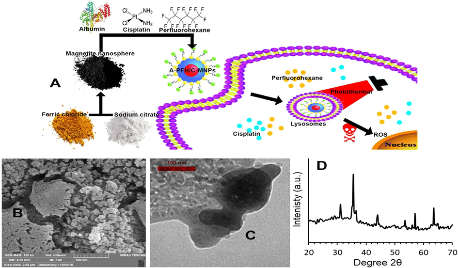 (A) Scheme of the perfluorohexane and cisplatin release by A-PFH/C-MNPs. (B) FE-SEM and (C) TEM images of A-PFH/C-MNPs. (D) XRD patterns of MNPs.