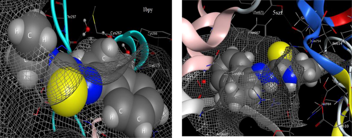 Effective Interaction of HL with two DNA-polymerase proteins.