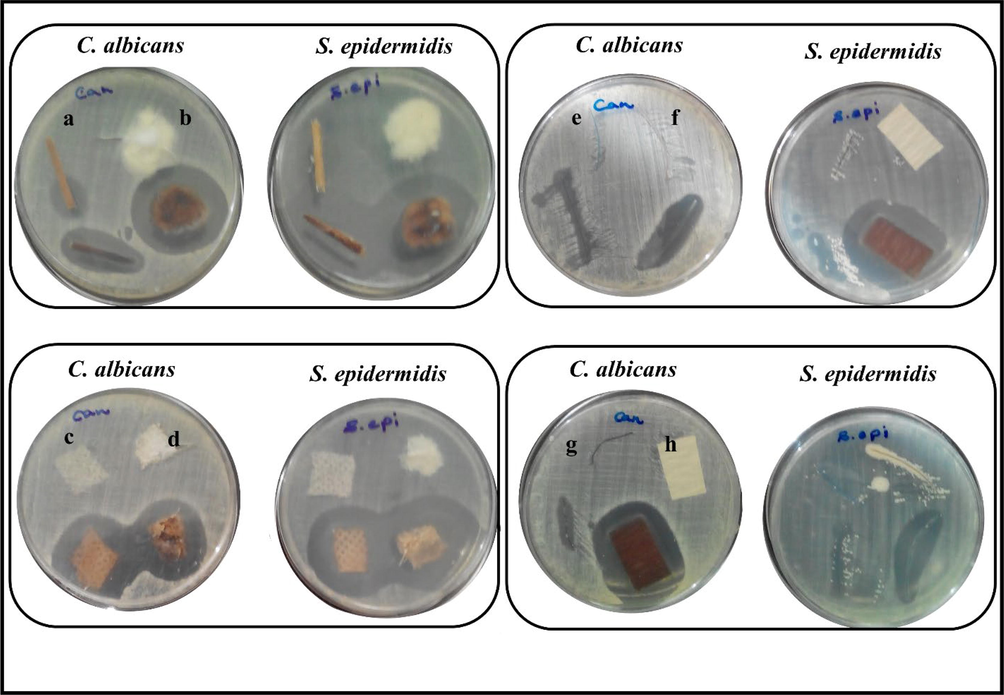 Antimicrobial test for untreated and silver treated on a: toothpick b: cotton c: medical mask fabric d: cotton fabric e: non-absorbable suture silk f: absorbable suture silk g: yarn h: filter paper against C. albicans and S. epidermidis.