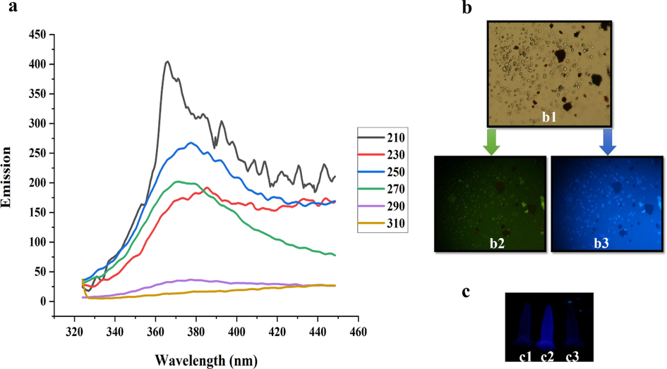 (a) PL emission spectra of the AgQDs obtained by excitation wavelengths from 210 to 310 nm. (b) b1 (A bright-field microphotograph of the OVCAR3 cells), b2 (A fluorescence microphotograph of OVCAR3 cells labeled with the AgQDs (λex: 480 nm)), b3 A fluorescence microphotograph of OVCAR3 cells labeled with the AgQDs (λex: 360 nm)). (c) Samples under UV-A (365 nm) light: c1 (AgNO3 solution), c2 (AgQDs solution), c3 (empty vial).