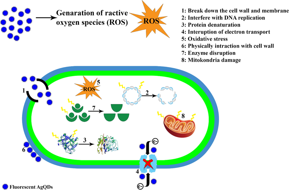 The proposed mechanisms for the antibacterial activity of AgQDs.