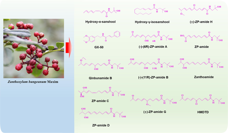 Amides from Zanthoxylum bungeanum Maxim. (Rutaceae) are promising natural agents with neuroprotective activities.