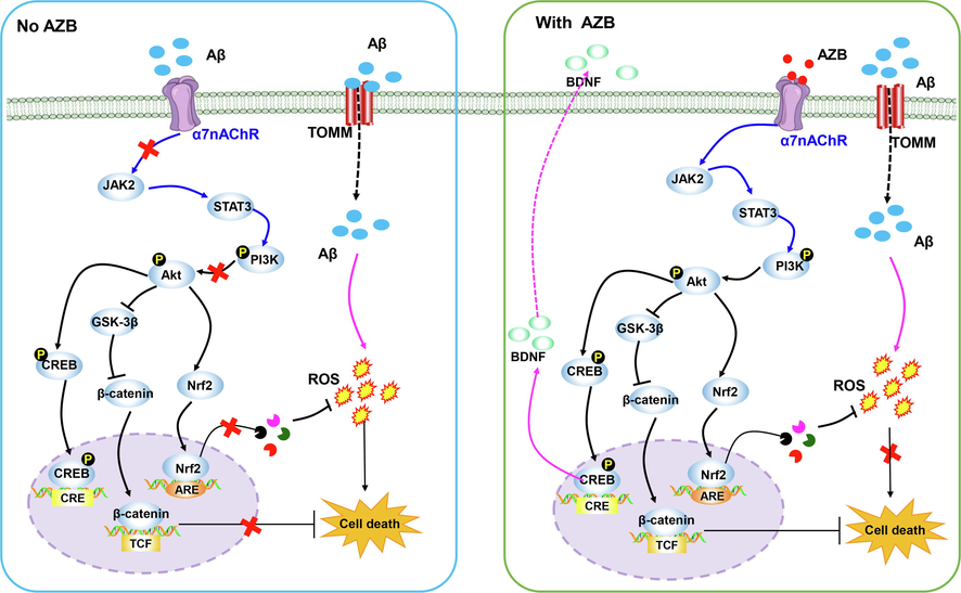 Amides from Zanthoxylum bungeanum Maxim. (Rutaceae) are promising natural agents for the treatment of Alzheimer’s disease.