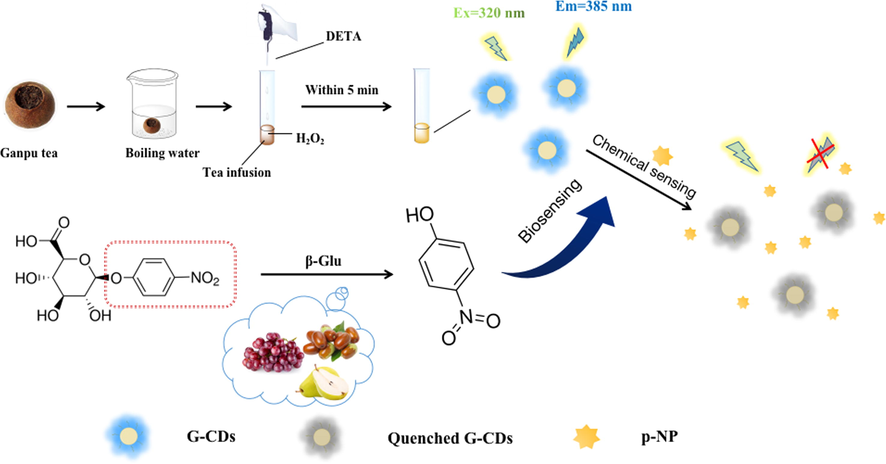 A schematic of the synthetic strategy for G-CDs and the sensing principles for p-NP and β-Glu.