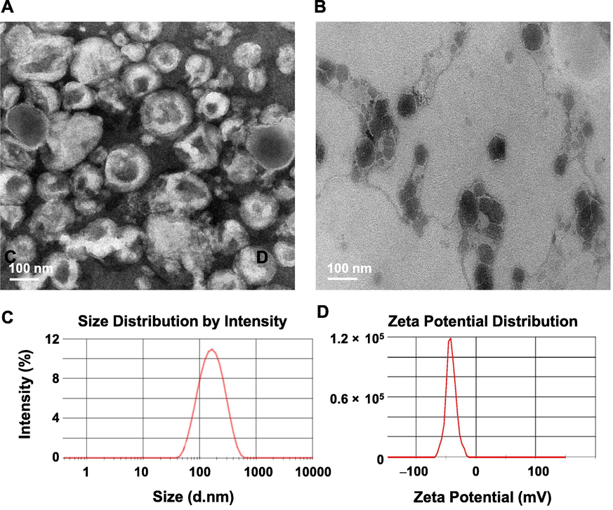 (A) TEM images of CHR-Lip. (B) TEM images of CHR-Lip-Gel. (C) Size distribution and (D) zeta potential of CHR-Lip.