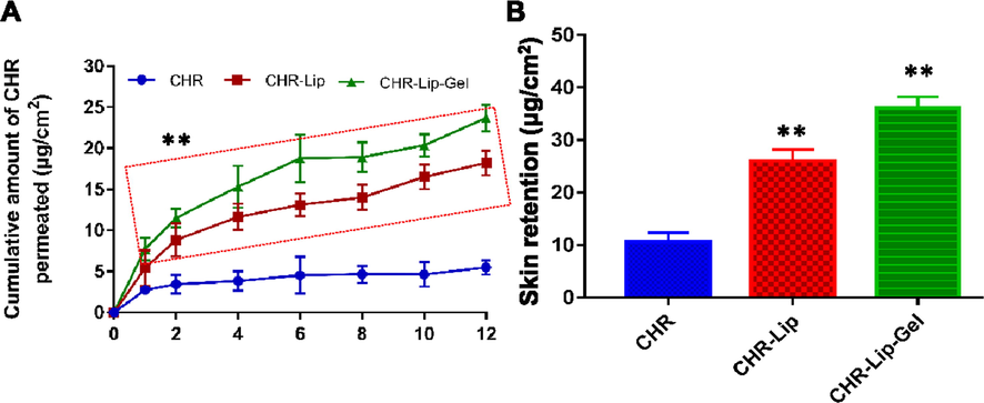 (A) In vitro skin permeation profiles of CHR, CHR-Lip and CHR-Lip-Gel (mean ± SD, n = 6). (B) Skin retention of CHR, CHR-Lip and CHR-Lip-Gel in vitro (mean ± SD, n = 6). Note: * indicates another group vs. the CHR group, (**p < 0.01).