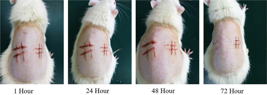 Changes in injured skin of rats treated with CHR-Lip-Gel at different time points (n = 6).